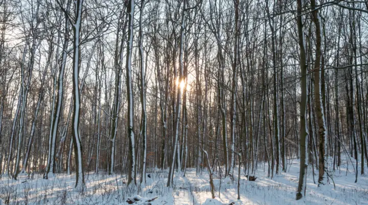 Winterlicher Wald | © DAV Bielefeld