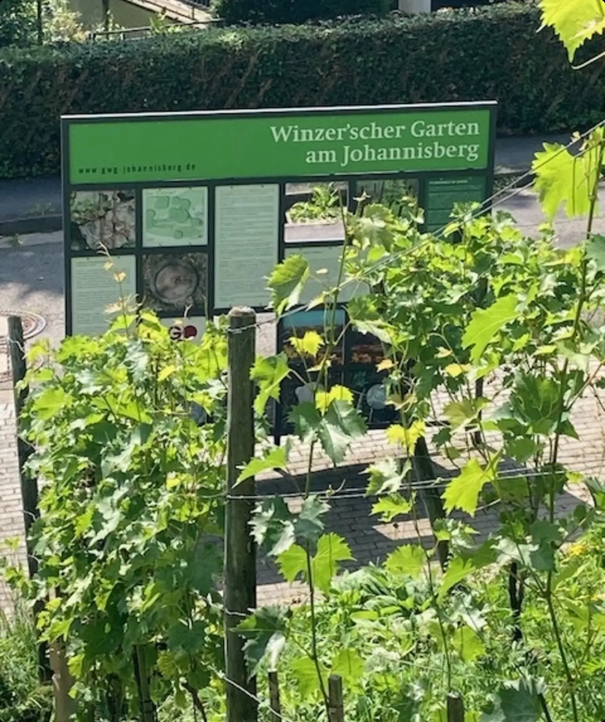 Grüne Weinreben im Vordergrund, dahinter eine Informationstafel mit der Aufschrift Winzer'scher Garten am Johannisberg | © Monika Schönefelder