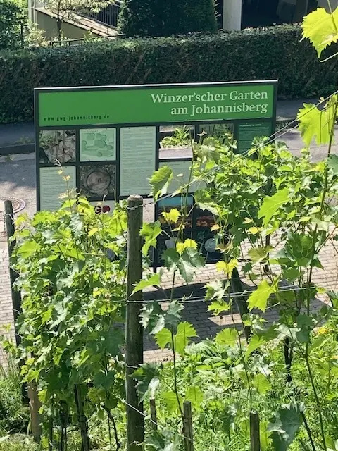 Grüne Weinreben im Vordergrund, dahinter eine Informationstafel mit der Aufschrift Winzer'scher Garten am Johannisberg | © Monika Schönefelder
