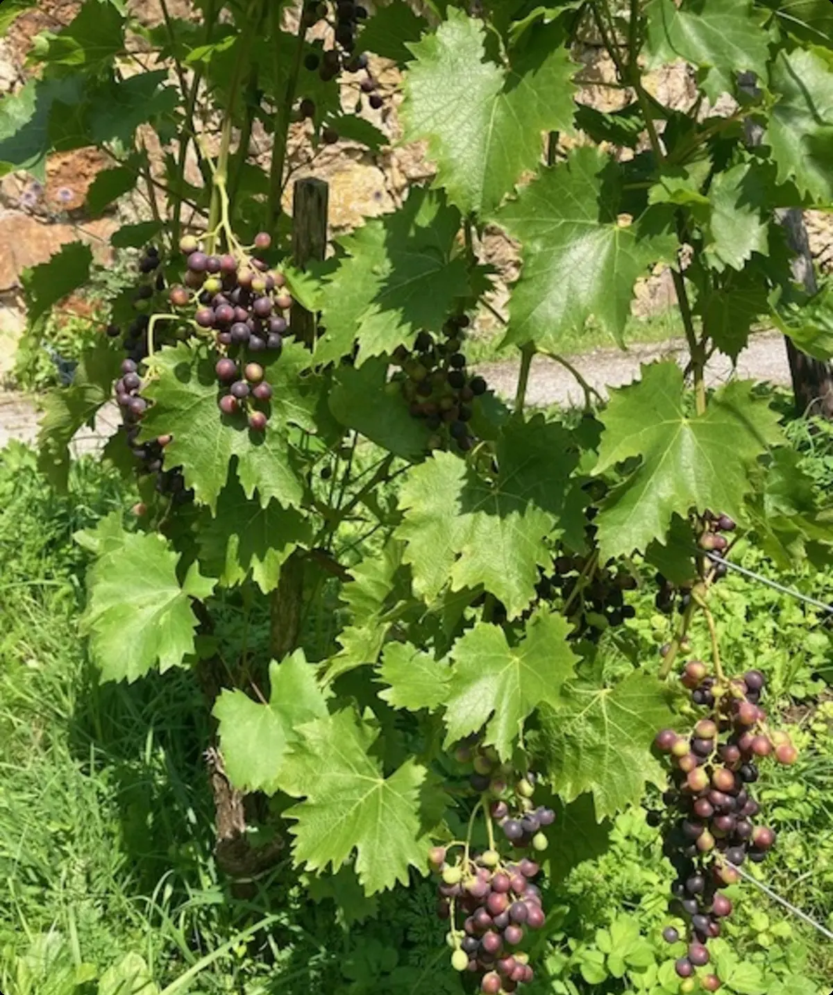 Nahaufnahme von Reben mit violett gefärbten, reifenden Weintrauben und dichtem grünem Laub in einem sonnigen Weinberg | © Monika Schönefelder
