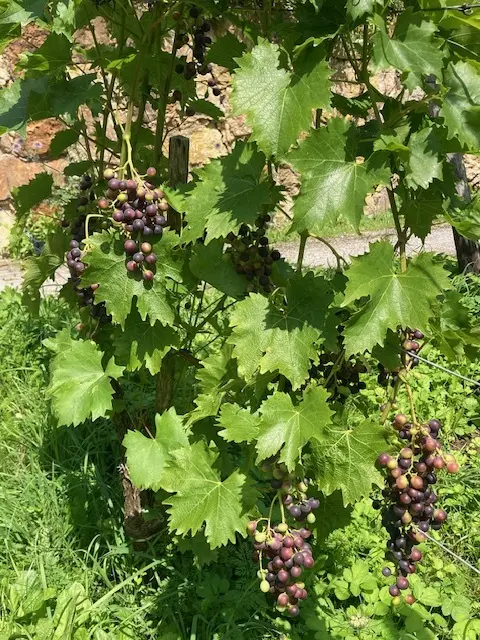 Nahaufnahme von Reben mit violett gefärbten, reifenden Weintrauben und dichtem grünem Laub in einem sonnigen Weinberg | © Monika Schönefelder