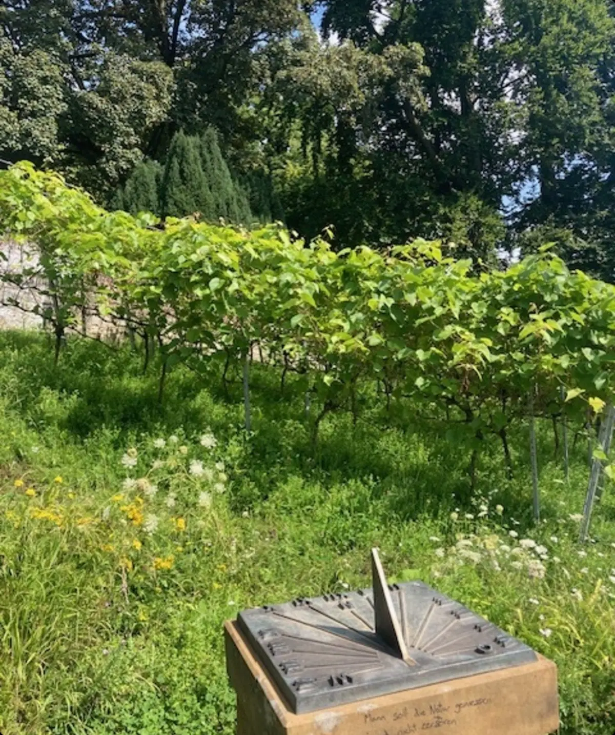 Sonnenuhr am Rand eines Weinbergs mit grünen Rebstöcken und einer artenreichen Wiese im Vordergrund. Im Hintergrund stehen hohe Bäume | © Monika Schönefelder