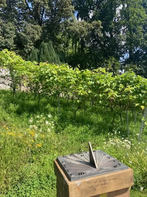 Sonnenuhr am Rand eines Weinbergs mit grünen Rebstöcken und einer artenreichen Wiese im Vordergrund. Im Hintergrund stehen hohe Bäume | © Monika Schönefelder