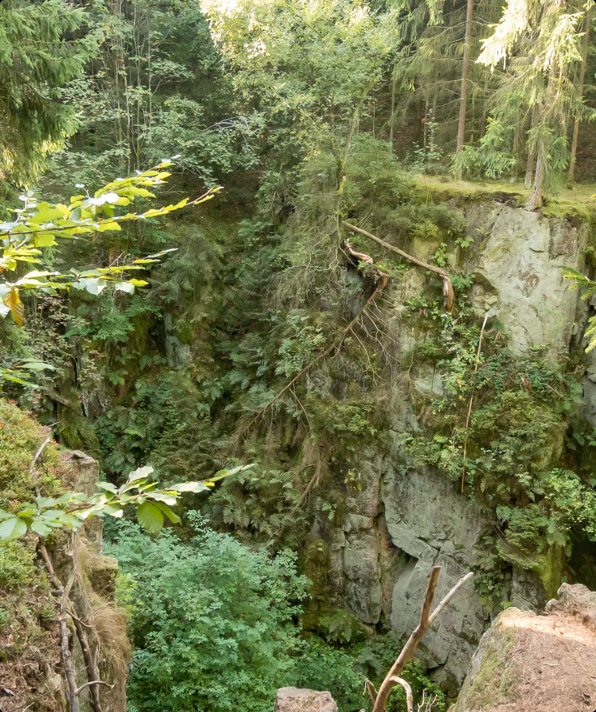 Schlucht mit Bäumen | © DAV OG GT