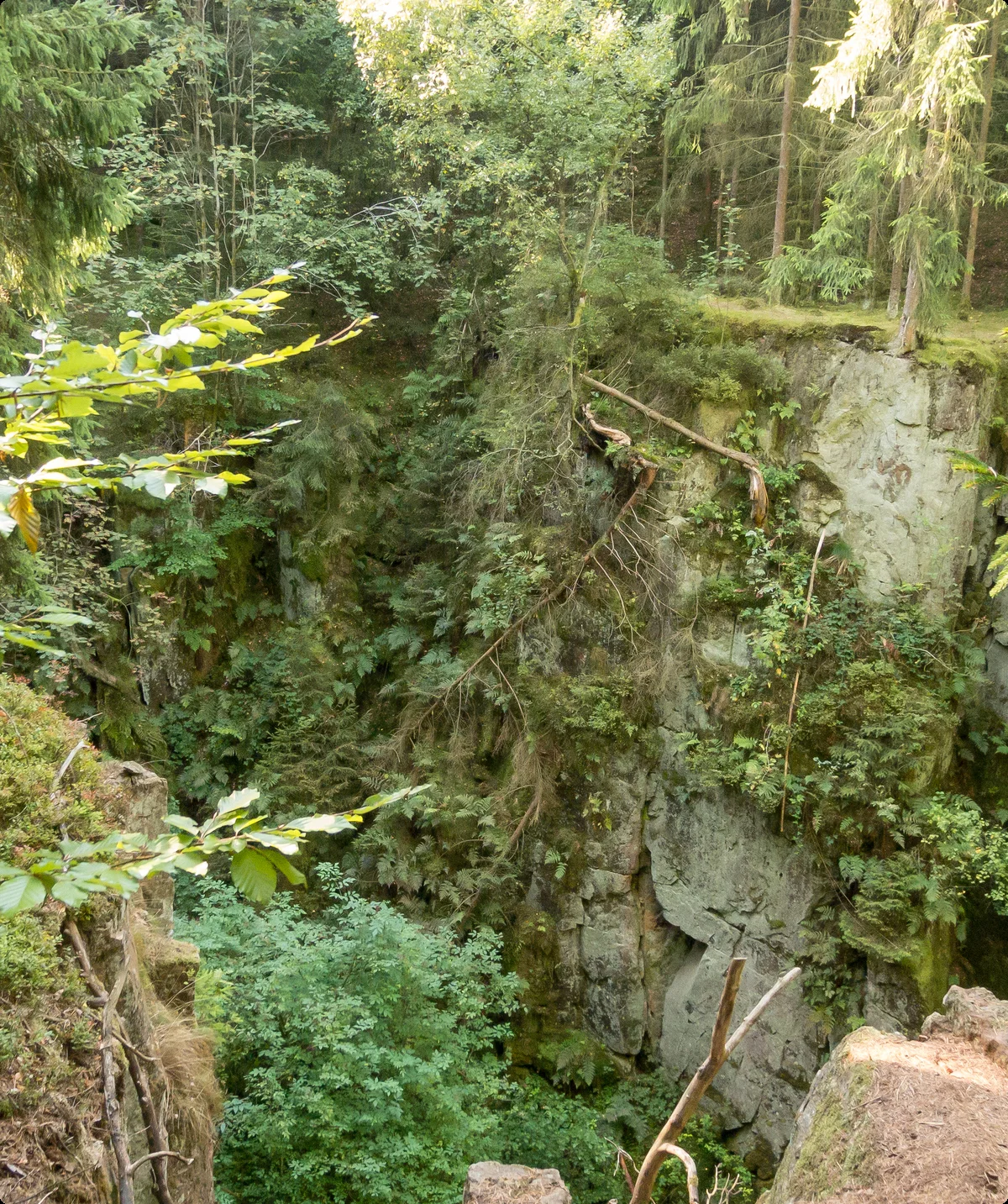 Schlucht mit Bäumen | © DAV OG GT