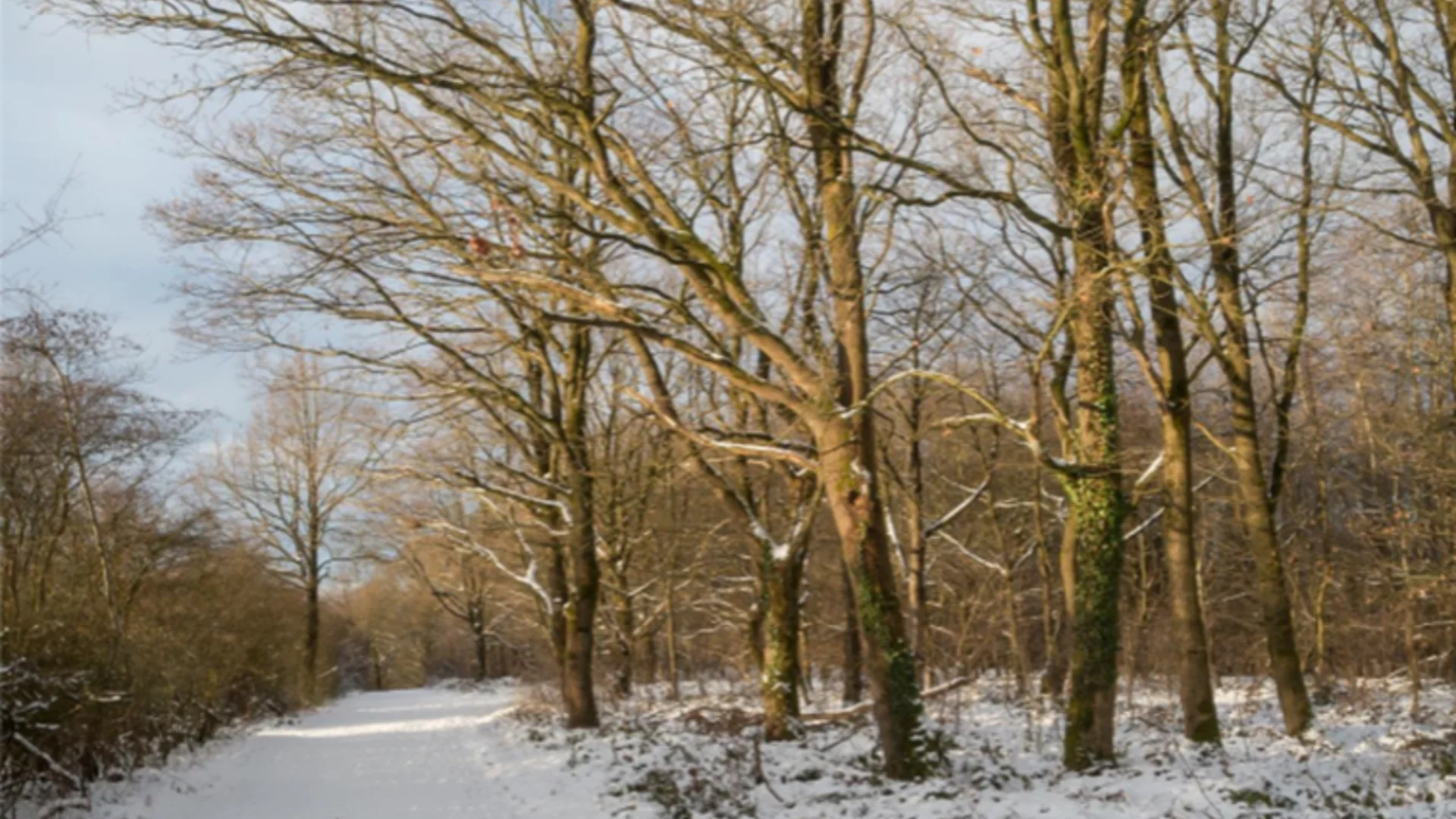 Landschaft mit Bäumen im Schnee | © DAV Bielefeld