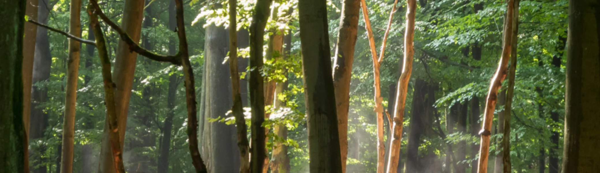 Waldfoto mit Bäumen | © DAV Bielefeld