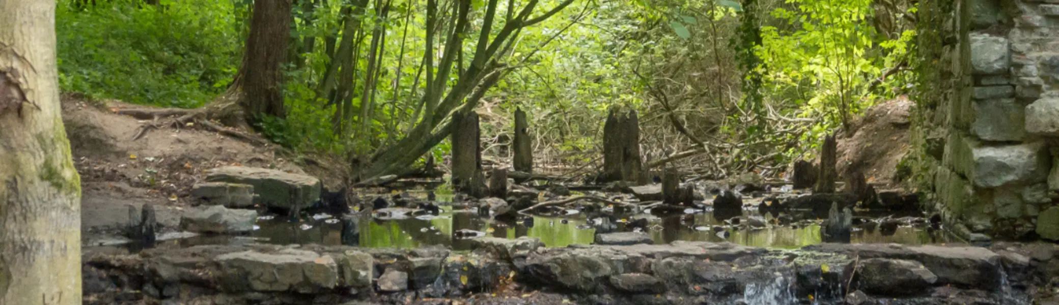 Wanderung durch das Geisterholz  | © DAV Bielefeld