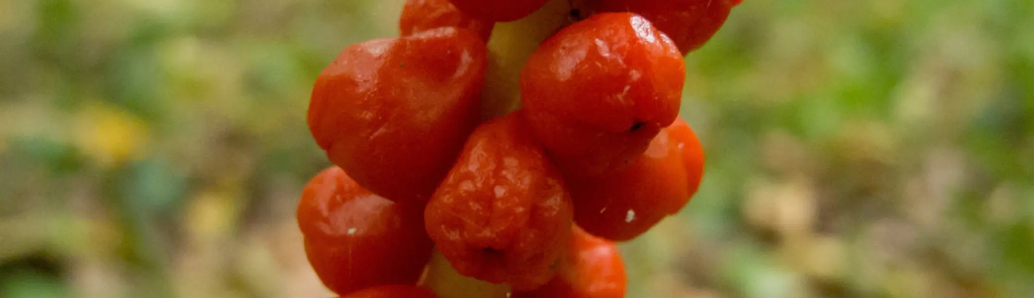 Wanderung durch das Geisterholz  | © DAV Bielefeld