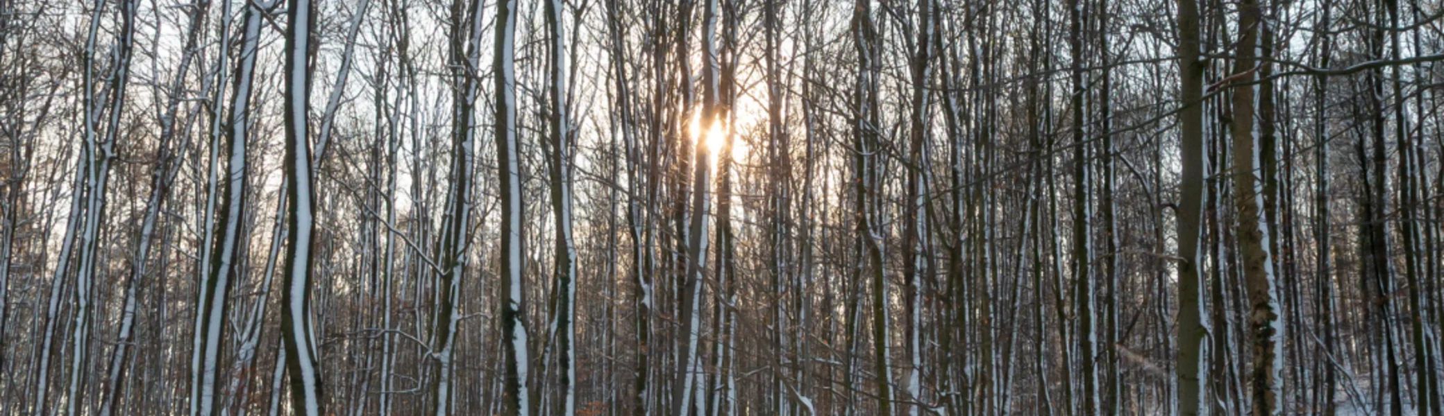 Winterfoto im Wald | © DAV Bielefeld