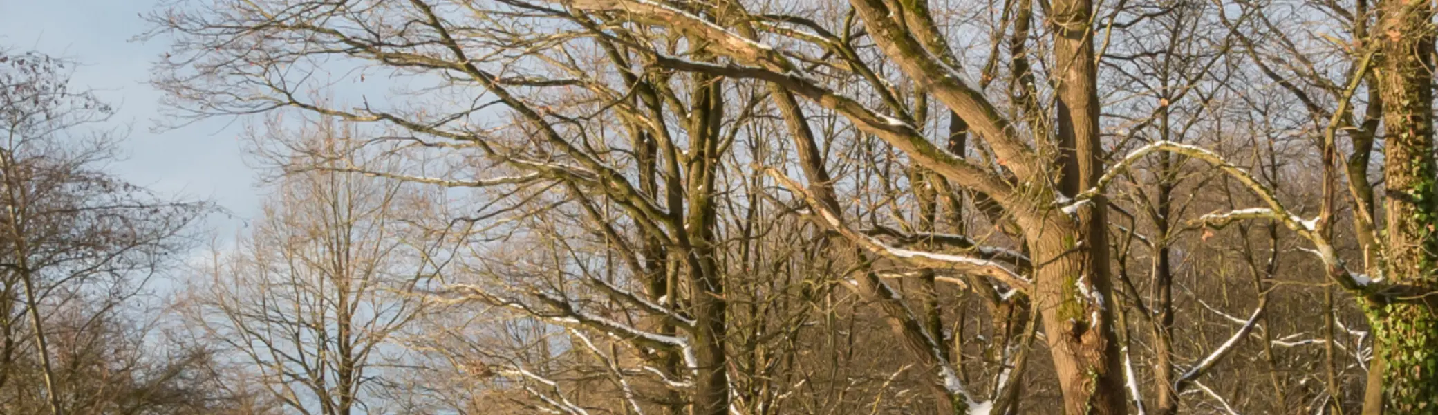 Gütersloher Wald im WInter | © DAV Bielefeld