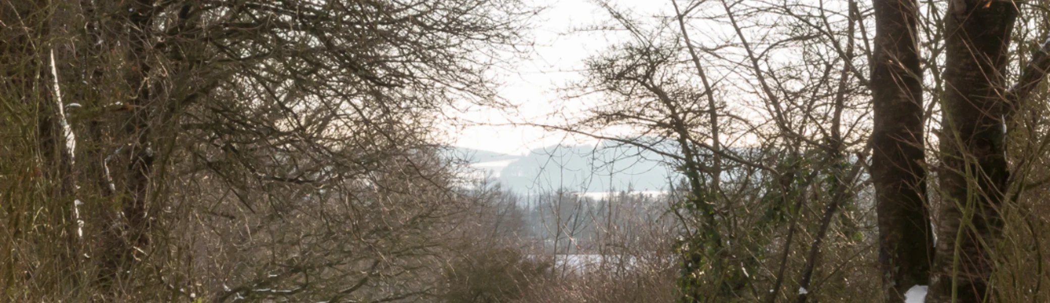 Gütersloher Wald im WInter | © DAV Bielefeld