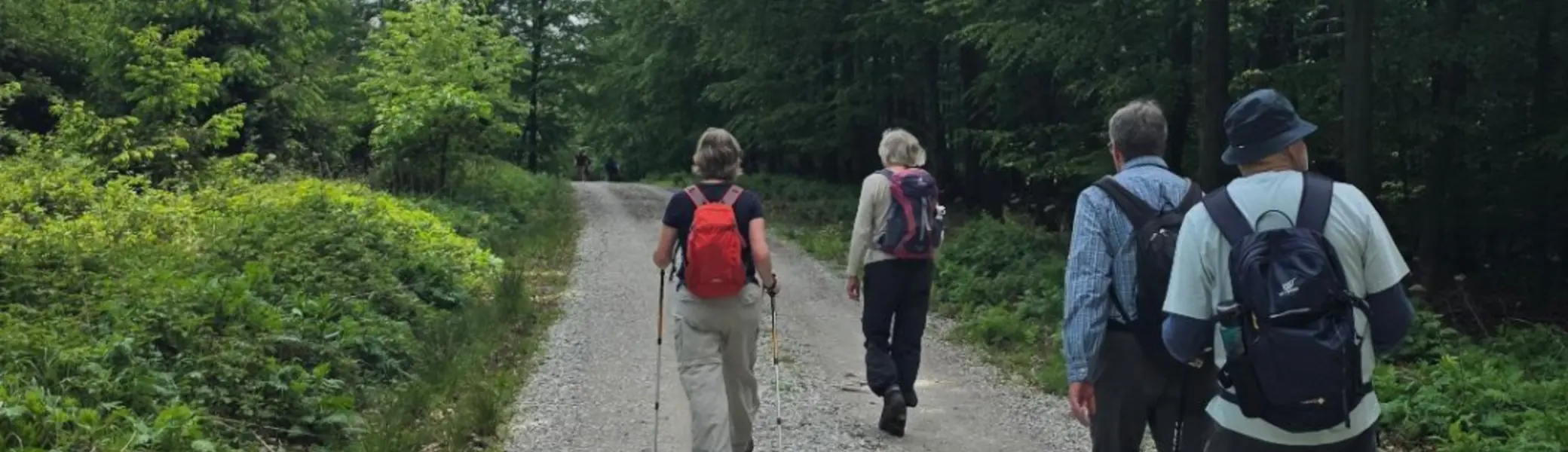 Vier Personen wandern auf einem breiten, geschotterten Waldweg. Sie tragen Rucksäcke und Wanderkleidung, zwei von ihnen nutzen Wanderstöcke. Der Weg führt durch dichten, grünen Laubwald unter einem leicht bewölkten Himmel. Oben rechts im Bild ist das Logo „DAV Bielefeld“ zu sehen. | © Bianca Brühöfener