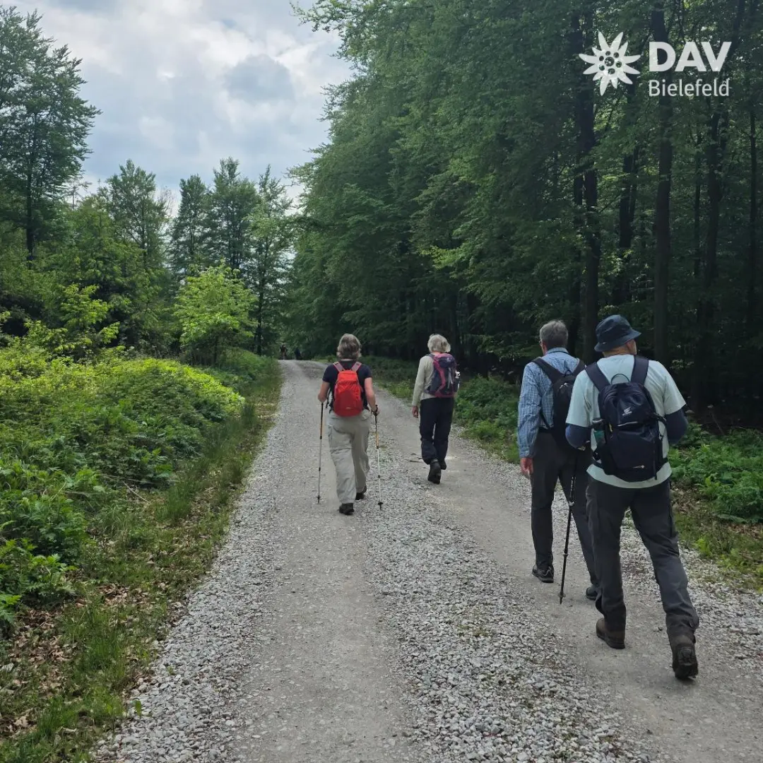 Vier Personen wandern auf einem breiten, geschotterten Waldweg. Sie tragen Rucksäcke und Wanderkleidung, zwei von ihnen nutzen Wanderstöcke. Der Weg führt durch dichten, grünen Laubwald unter einem leicht bewölkten Himmel. Oben rechts im Bild ist das Logo „DAV Bielefeld“ zu sehen. | © Bianca Brühöfener