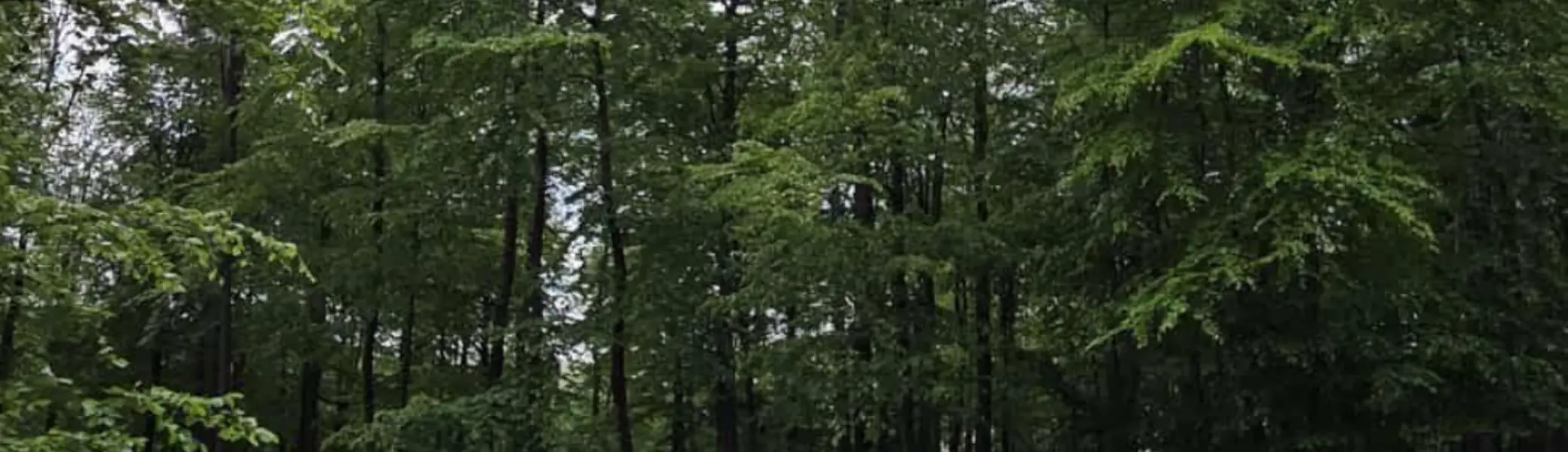 Mehrere Personen sitzen auf gefällten Baumstämmen in einem Wald und machen eine Pause. Die Stämme liegen parallel auf dem Boden, zwischen ihnen wächst grünes Farn. Im Hintergrund steht ein Stapel aufgeschichteter Holzstämme, dahinter dichter Laubwald unter einem leicht bewölkten Himmel. Oben rechts im Bild ist das Logo „DAV Bielefeld“ zu sehen. | © Bianca Brühöfener