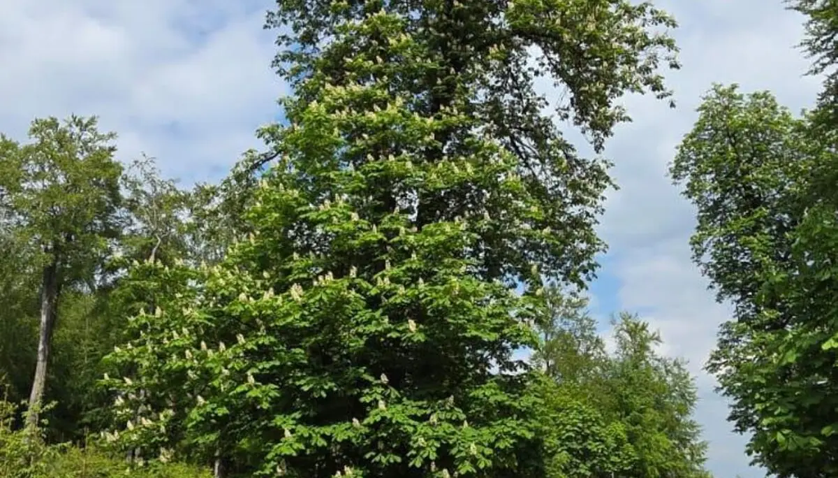 Ein einzelner großer Baum steht neben einem unbefestigten Weg in einer grünen Landschaft unter blauem Himmel mit Wolken. | © Bianca Brühöfner