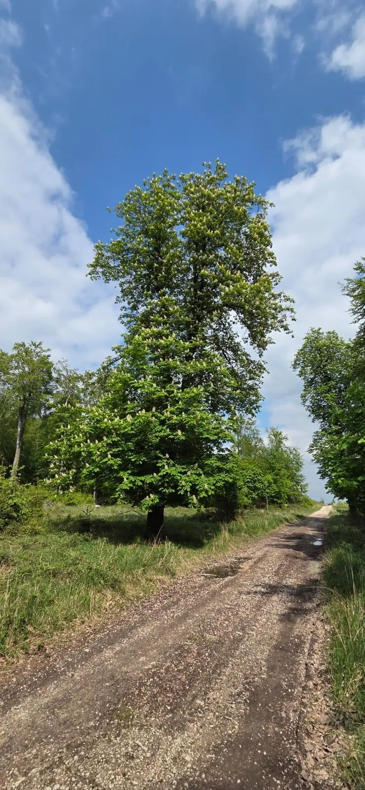 Ein einzelner großer Baum steht neben einem unbefestigten Weg in einer grünen Landschaft unter blauem Himmel mit Wolken. | © Bianca Brühöfner