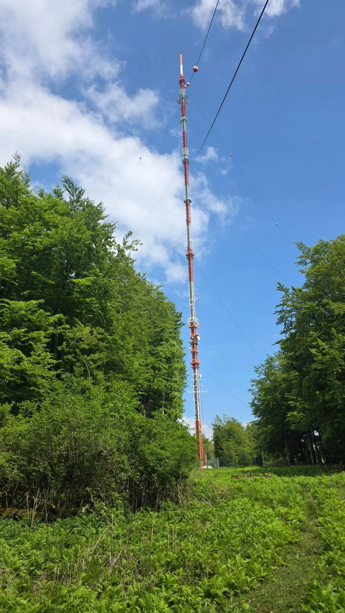 Hoher Sendemast in einer Waldlichtung mit Abspannseilen unter blauem Himmel. | © Bianca Brühöfner