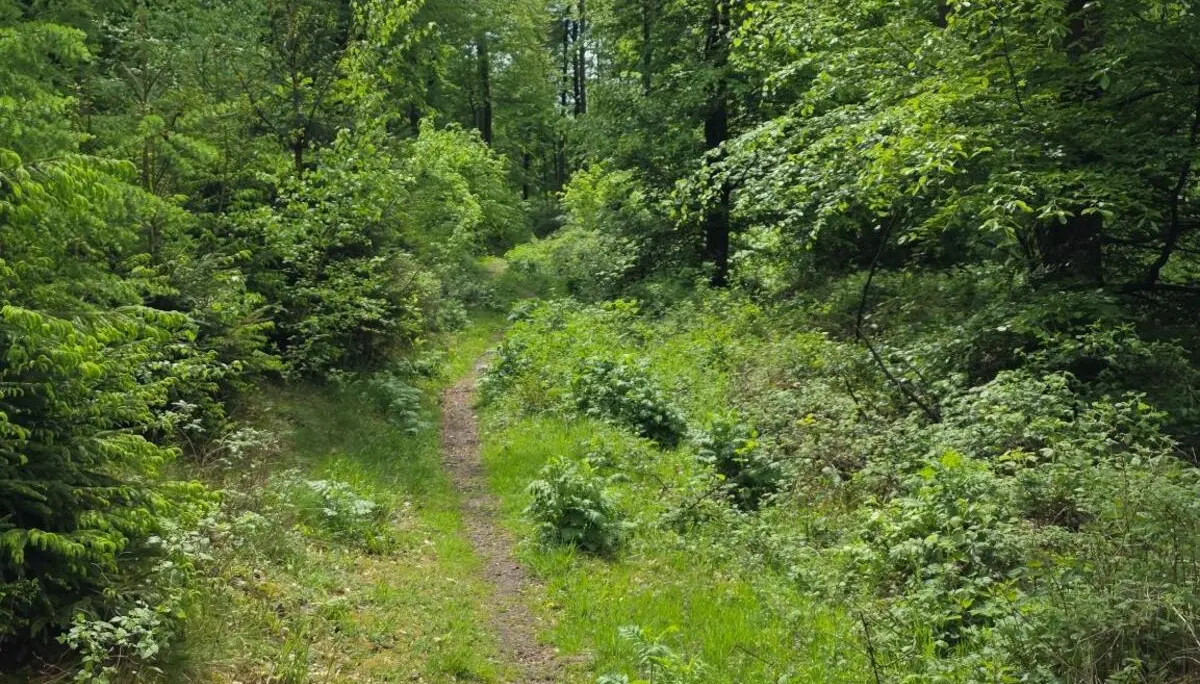 Schmaler Waldweg führt durch dichtes grünes Unterholz und hohe Bäume. | © Bianca Brühöfner