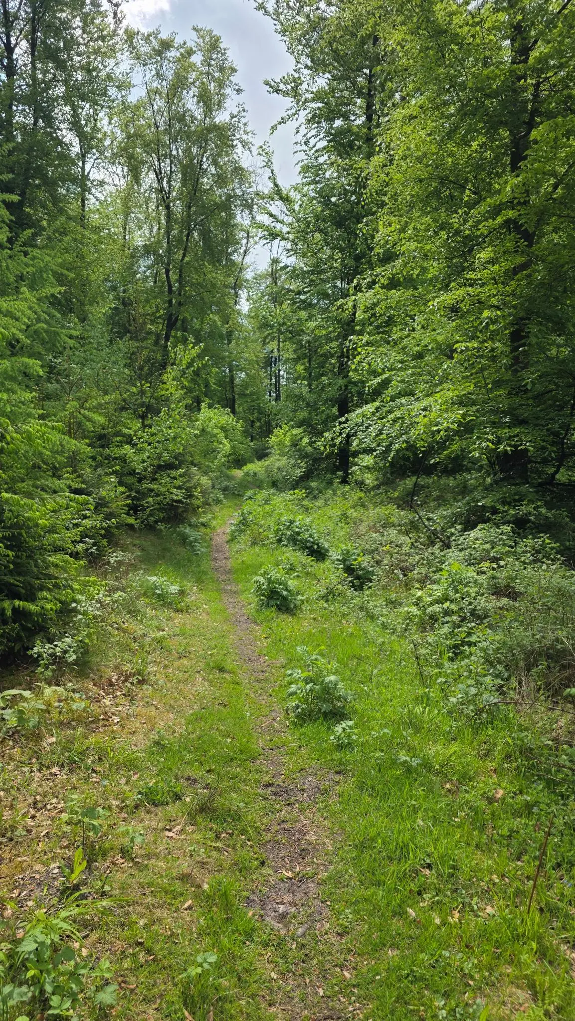Schmaler Waldweg führt durch dichtes grünes Unterholz und hohe Bäume. | © Bianca Brühöfner