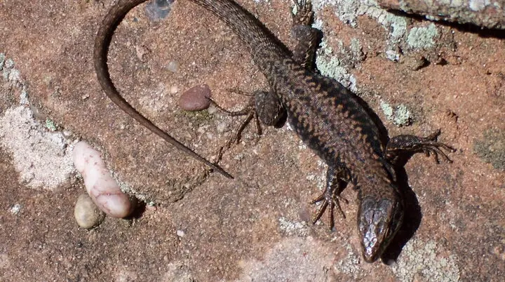 Eine Mauereidechse im Pfälzerwald. | © DAV/Markus Maier